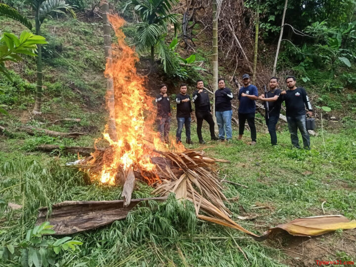 Pemusnahan dengan cara dicabut dan dibakar
