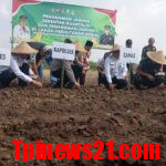 Kapolsek Tigaraksa Bersama Dengan Forkopimcam Melakukan Penanaman Bibit Jagung Hibrida serentak Di Desa Pematang