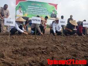 Kapolsek Tigaraksa Bersama Dengan Forkopimcam Melakukan Penanaman Bibit Jagung Hibrida